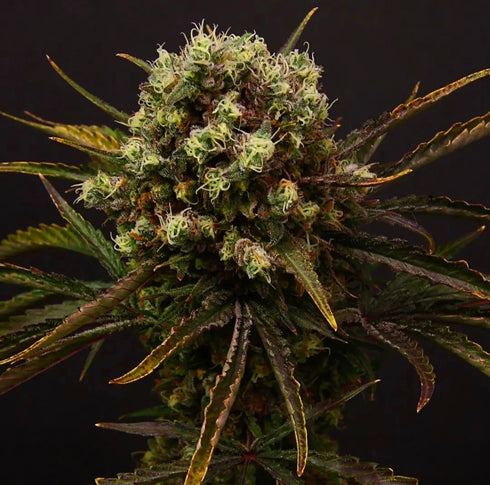 Propaganja Seeds - Diamante Citron Auto